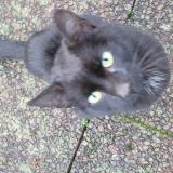 Picture of cat found at Launois Sur Vence