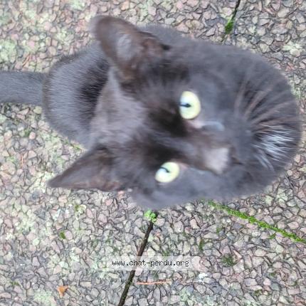 Photo 1/1 Found cat Found in Launois sur vence