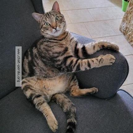 Photo 1/1 Pacha Chat lost in Saint martin lez tatinghem