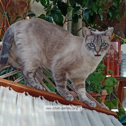 Photo 1/1 TIMOON Chat lost in Angoulins sur mer