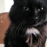 Picture of cat lost at Saint Eustache