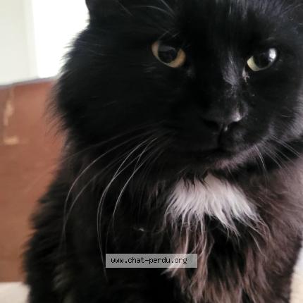 Photo 1/5 Pepiou Chat lost in Saint eustache