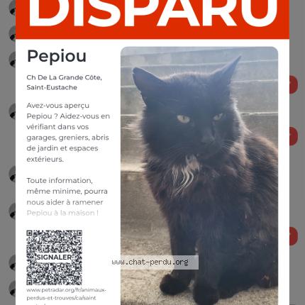 Photo 2/5 Pepiou Chat lost in Saint eustache