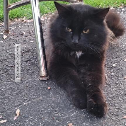 Photo 3/5 Pepiou Chat lost in Saint eustache