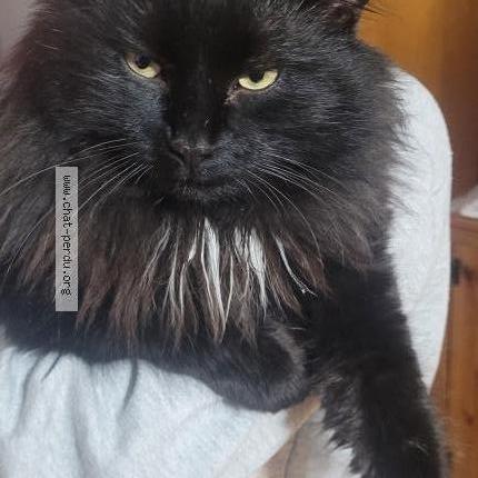 Photo 4/5 Pepiou Chat lost in Saint eustache