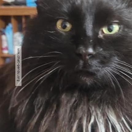 Photo 5/5 Pepiou Chat lost in Saint eustache