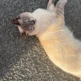 Picture of cat lost at Saint Nazaire