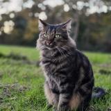 Picture of cat lost at Lignac