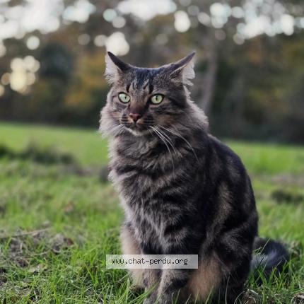 Photo 1/1 Néo Chat lost in Lignac