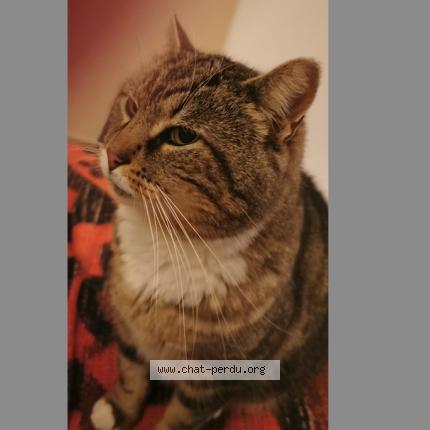 Photo 1/3 nounours Chat lost in Le gua