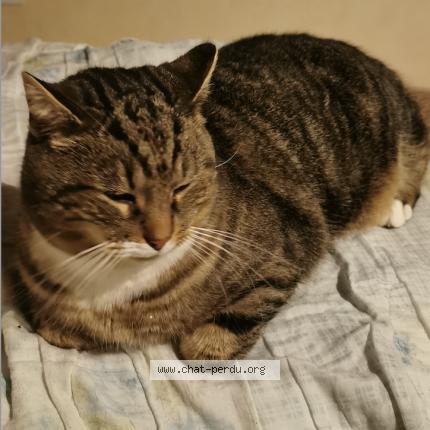 Photo 2/3 nounours Chat lost in Le gua