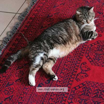 Photo 3/3 nounours Chat lost in Le gua