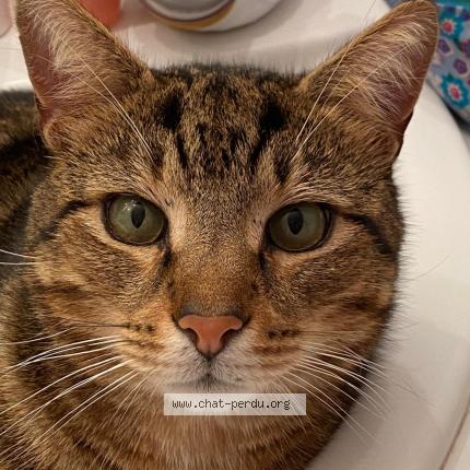 Photo 1/1 Cat reunited Lost in Plouha