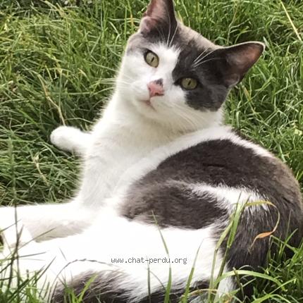 Foto van vermiste kat in Bruxelles