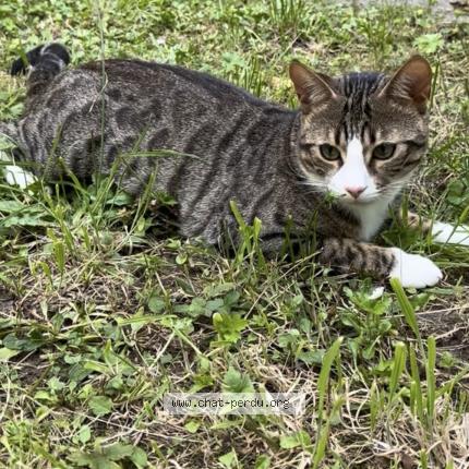 Foto 1/2 Kat teruggevonden Vermist in Bruxelles