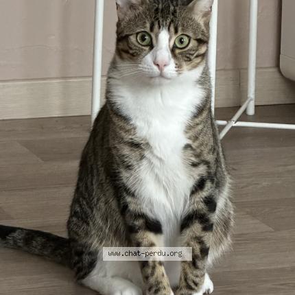 Foto 2/2 Kat teruggevonden Vermist in Bruxelles