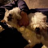 Picture of cat found at Annecy