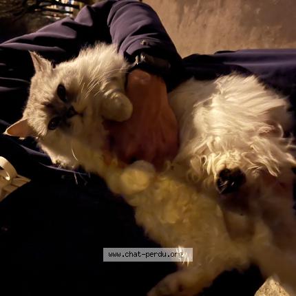 Photo 1/1 Found cat Found in Annecy