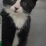 Picture of cat lost at Paris