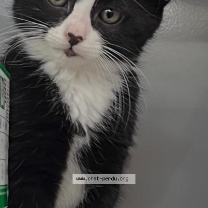 Photo 1/1 Oréo Chat lost in Paris