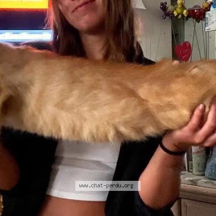 Photo 1/1 Upercut Chat lost in Bar le duc