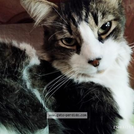 Photo 1/1 Odeng Chat lost in Cochabamba