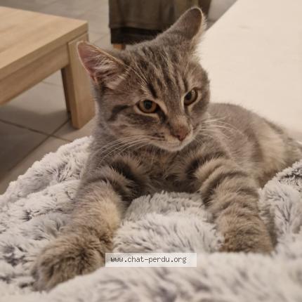 Photo 1/1 Coyotte Chat lost in Gerzat