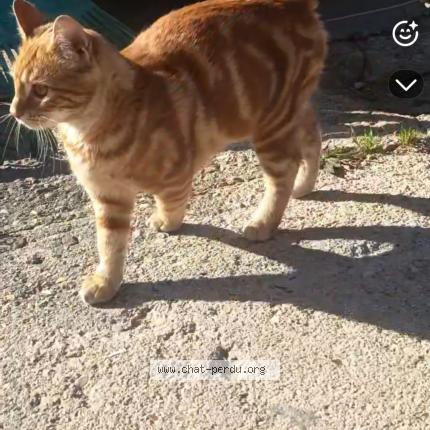 Photo 1/1 Cat reunited Lost in Cheptainville