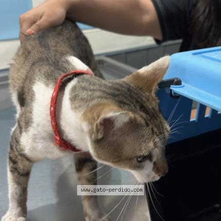 Photo 1/1 Found cat Found in Montevideo