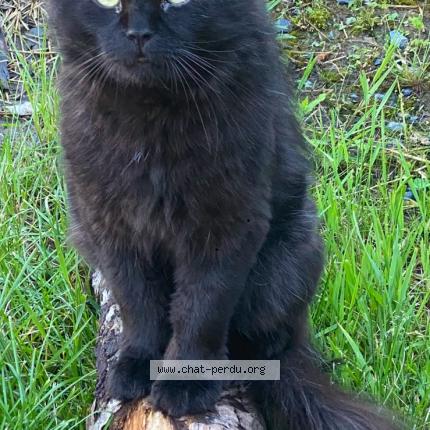Photo 1/1 Tilou Cat lost in Saint Bruno