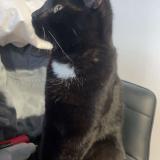 Picture of cat found at Roubaix