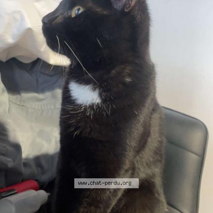 Photo 1/1 Found cat Found in Roubaix