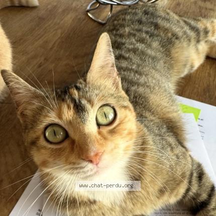 Photo 1/1 Boulette Chat lost in Cagnes sur mer