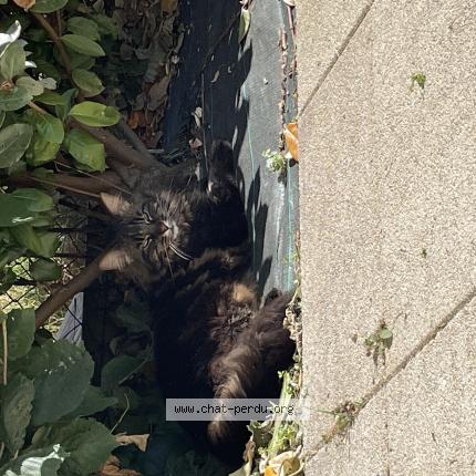 Photo 1/1 Calypso Chat lost in Cormelles leroyal