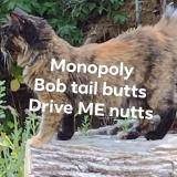 Picture of cat lost at Roseburg