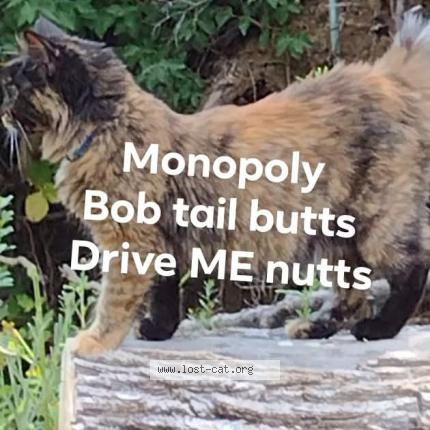 Photo 1/1 Monopoly Chat lost in Roseburg