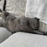 Picture of cat lost at Dilbeek