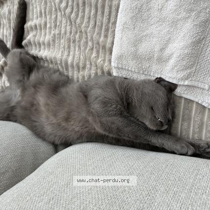 Photo 1/1 Crevette Chat lost in Dilbeek