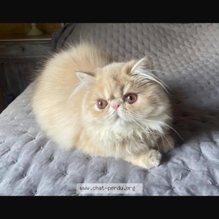 Photo 1/1 Aitana Chat lost in Faleyras