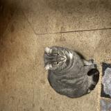 Picture of cat found at Maisons Laffitte