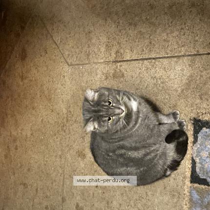 Photo 1/1 Found cat Found in Maisons laffitte