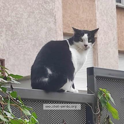 Photo 1/1 hopper Chat lost in Decines charpieu