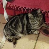 Picture of cat lost at Loudun