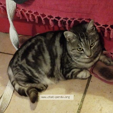 Photo 1/1 Minouche Chat lost in Loudun