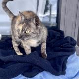 Picture of cat found at Les Menuires