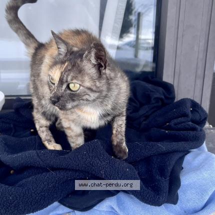 Photo 1/1 Found cat Found in Les menuires