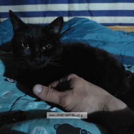 Photo 1/1 Kroute Chat lost in Arras