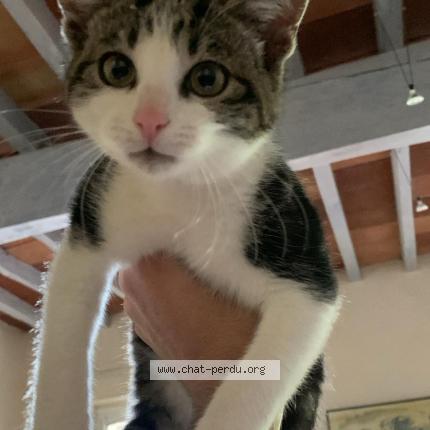 Photo 1/1 moshy Chat lost in Corbarieu