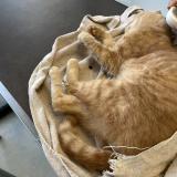 Picture of cat found at Lambersart