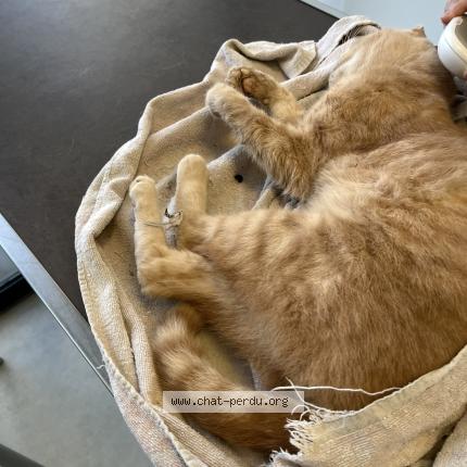 Photo 1/1 Found cat Found in Lambersart